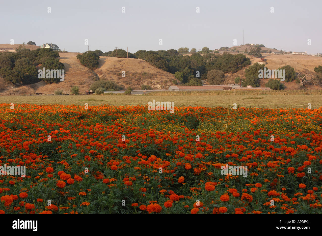 Field of wildflowers hi-res stock photography and images - Alamy
