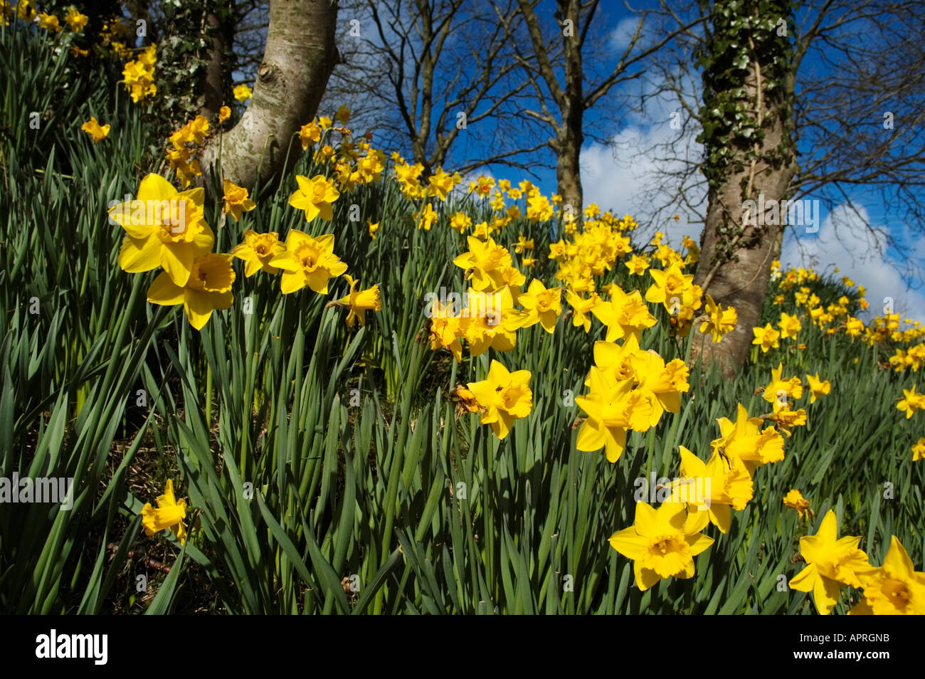 a woodland banking full of blooming daffodils Stock Photo