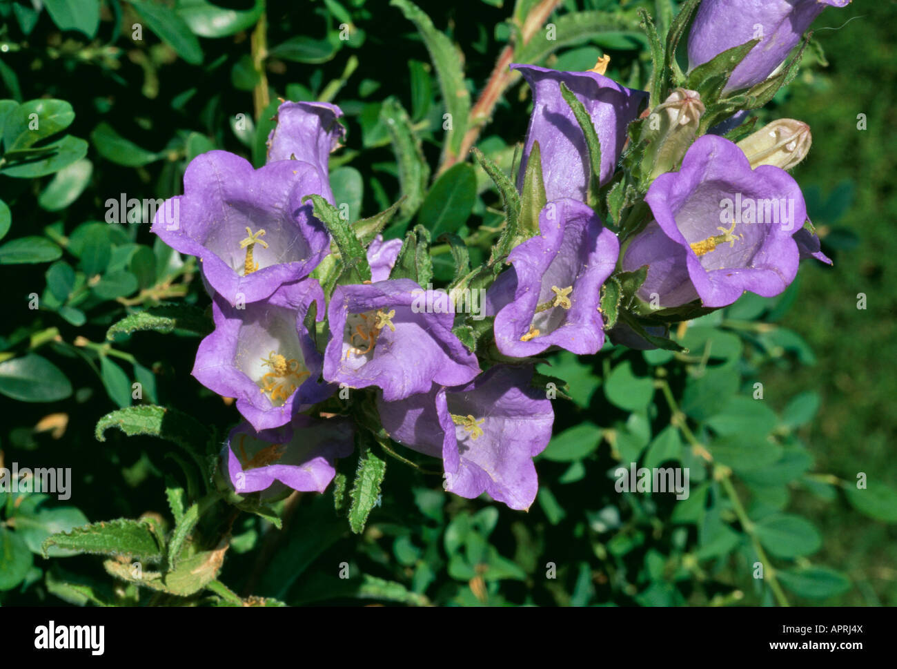 Campanula blue panicle of Bell flowers on a buxus hedge Stock Photo