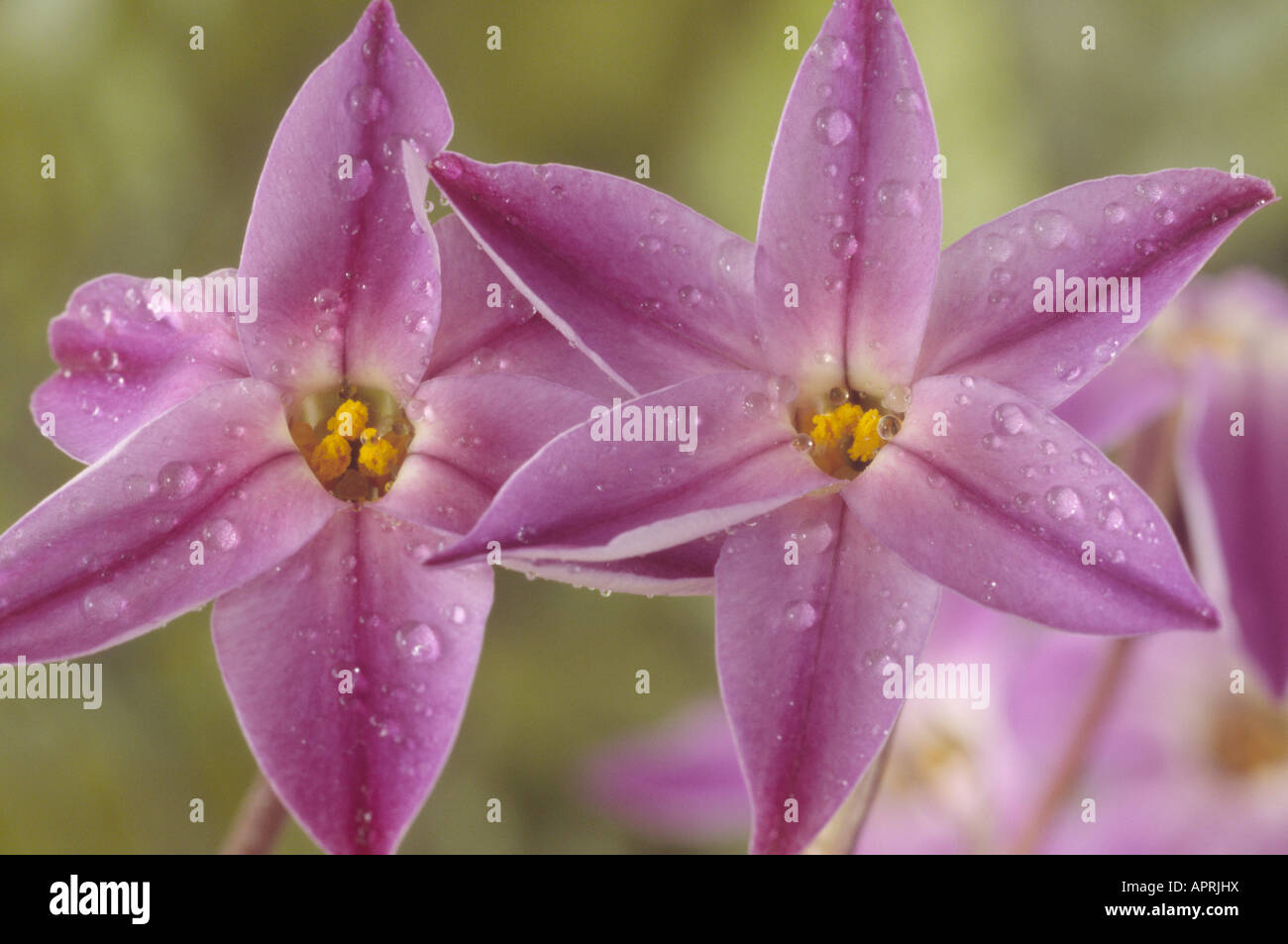 Ipheion uniflorum 'Froyle Mill' AGM Stock Photo Alamy