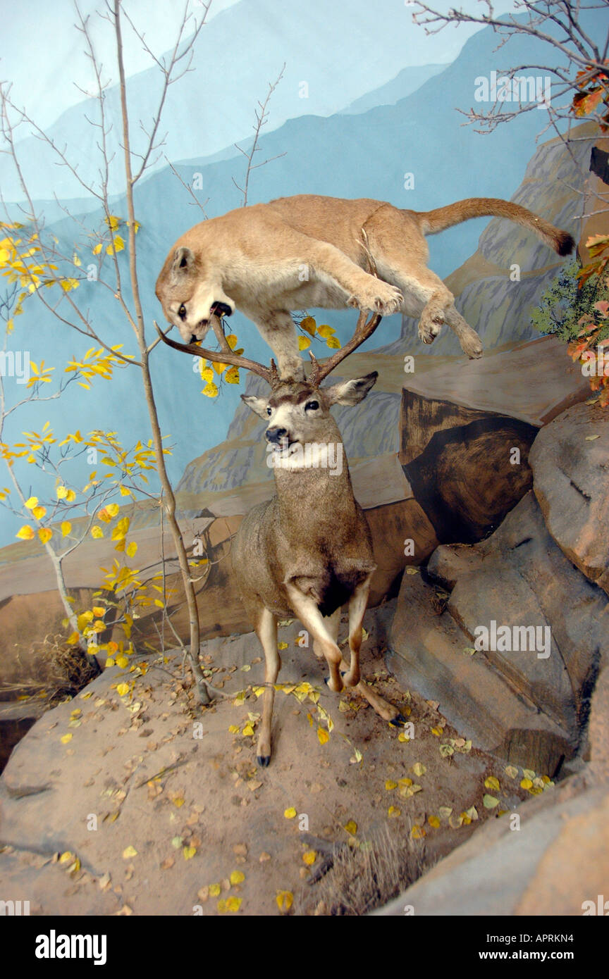 Mountain Lion Puma and Rocky Mountain Mule Deer Utah Stock Photo