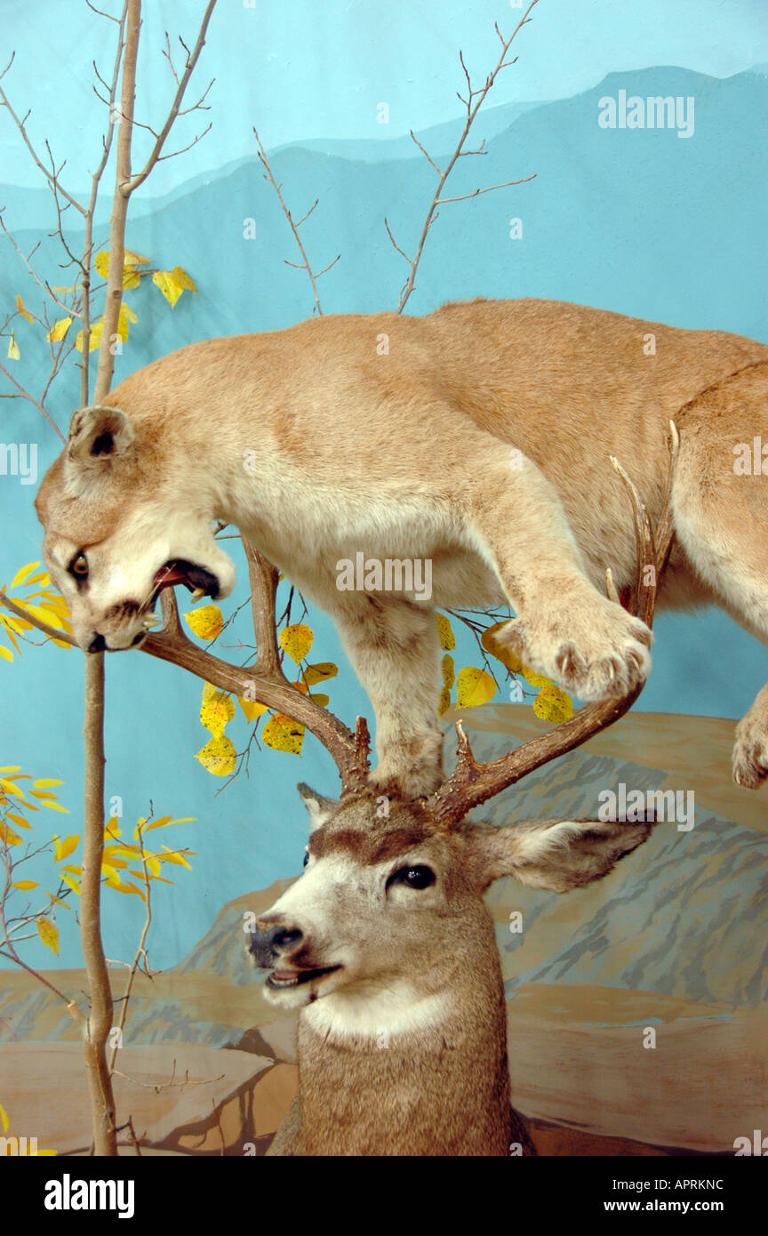 Mountain Lion Puma and Rocky Mountain Mule Deer Utah Stock Photo - Alamy