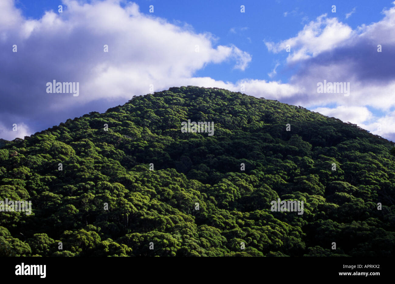 Forested Hill in Wilsons Promontory National Park Victoria Australia Stock Photo
