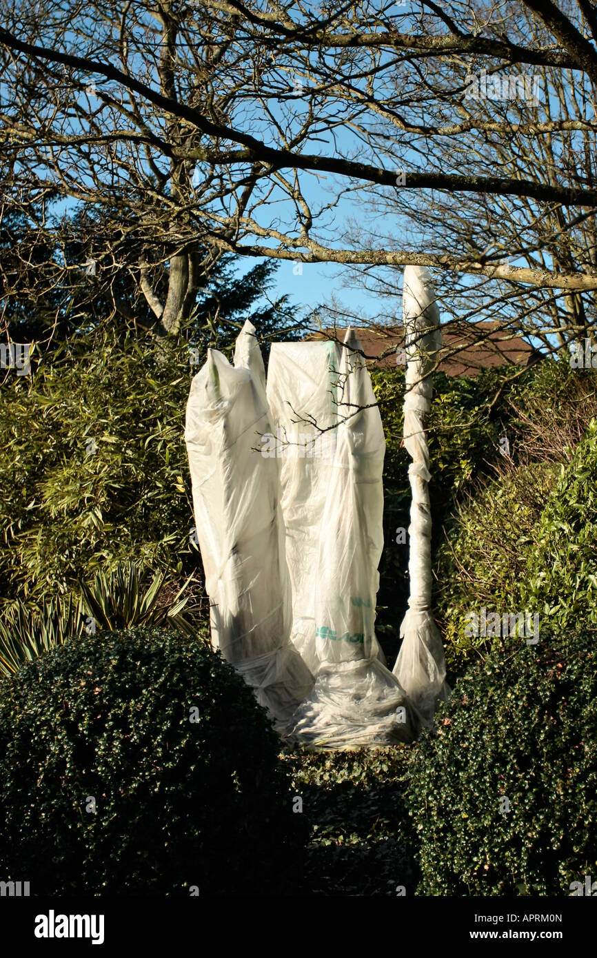 Horticultural fleece protecting tender palm trees during winter in Sussex, England, UK Stock Photo