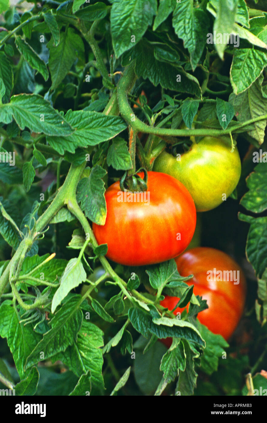 Ripening ox heart tomatoes on the vine Stock Photo