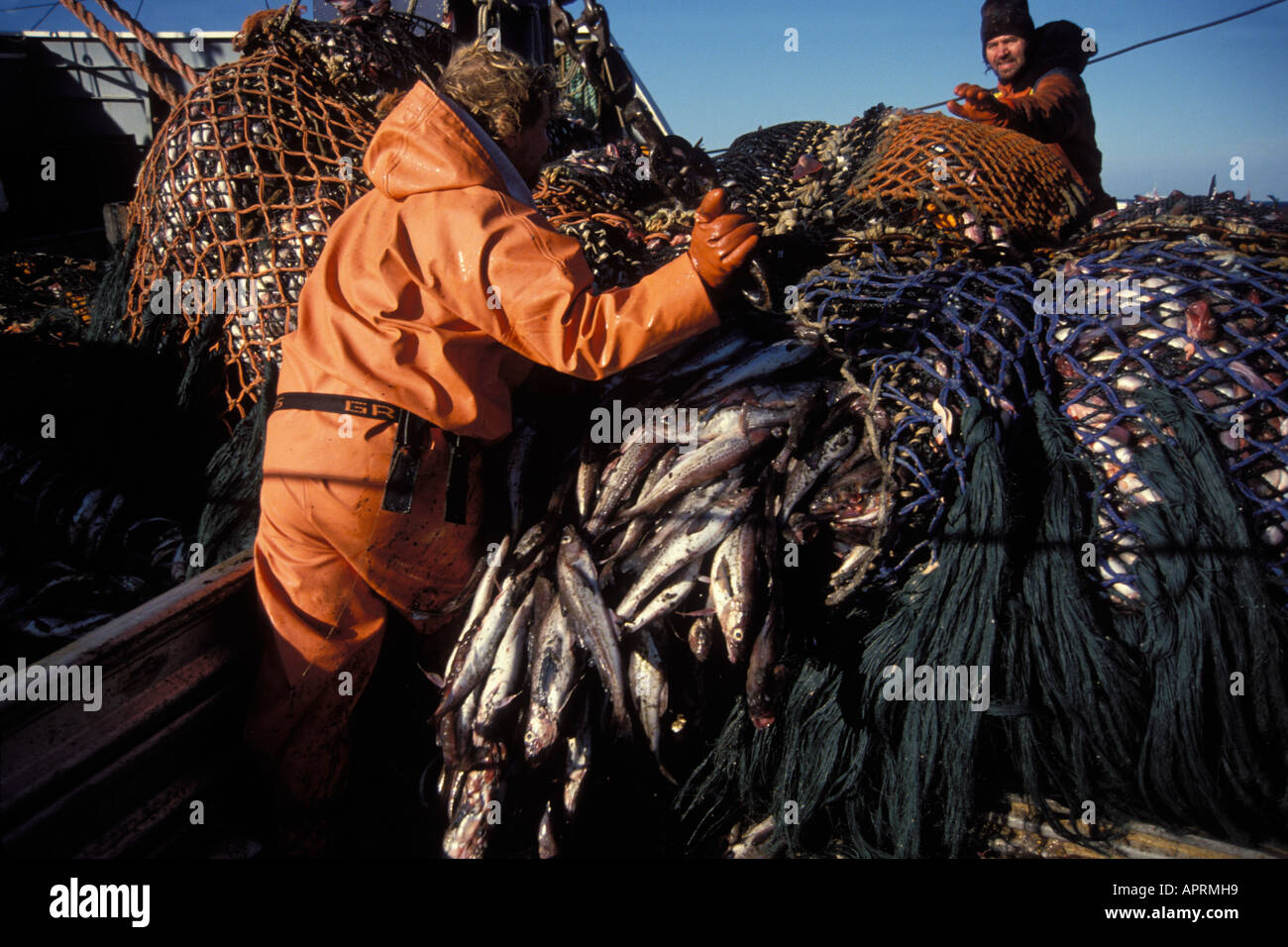 commercial fishing crew pulls in a net full of walleye pollock Theragra chalcogramma in the Bering Sea Alaska dragger Stock Photo