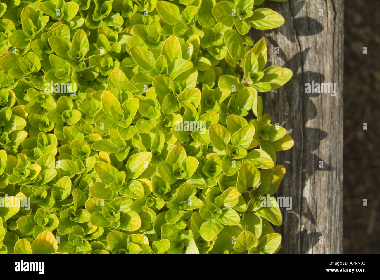 Oreganum vulgare var 'Aureum' Golden Marjoram Stock Photo