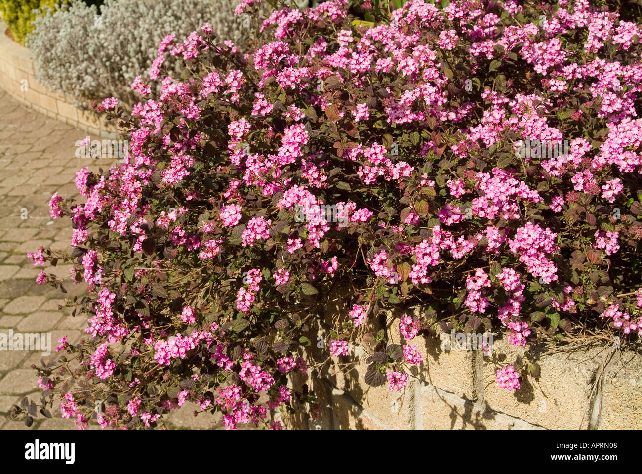 Lantana Montevidensis also known as trailing lantana, weeping lantana,or trailing shrub verbena Stock Photo