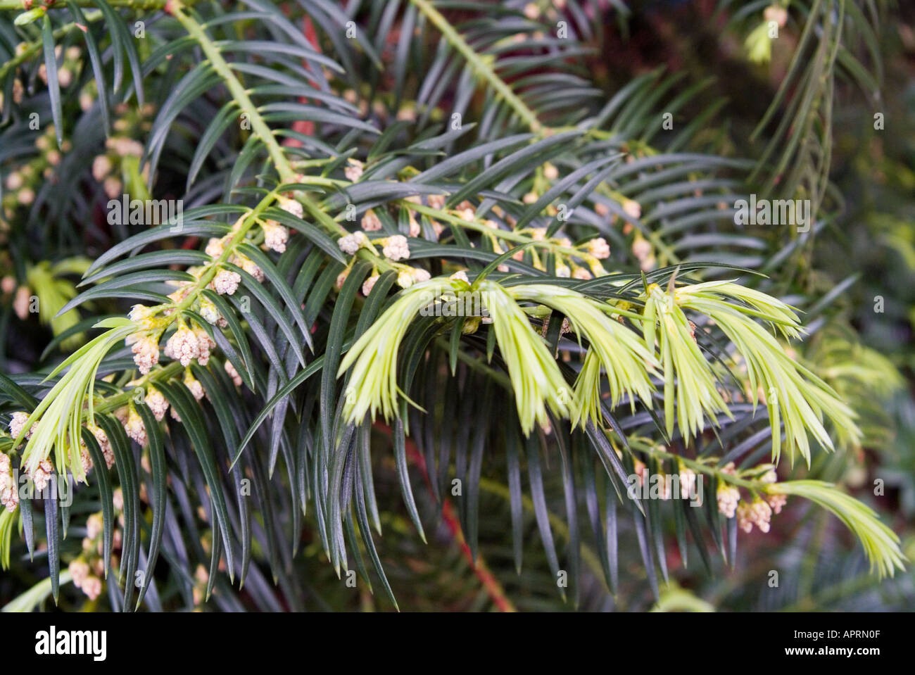 Leaf detail of the Japanese Plum Yew Stock Photo
