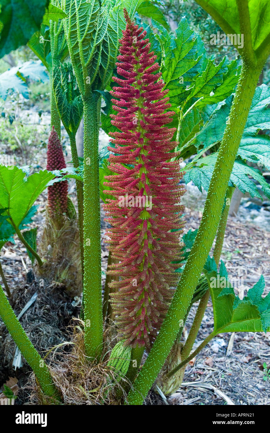 Flower of the Gunnera magellanica a giant native plant of the Andes it grows to a height of 2 metres with a spread of 2 metres Stock Photo