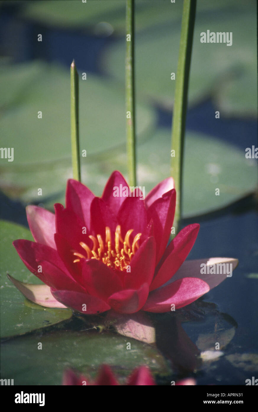 Cultivation of lotus flowers hires stock photography and images Alamy