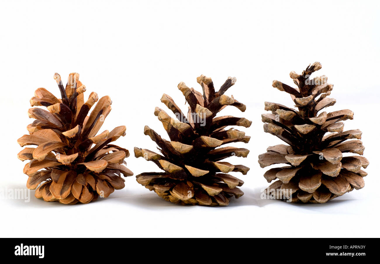 Pine cones isolated on the white background Stock Photo - Alamy