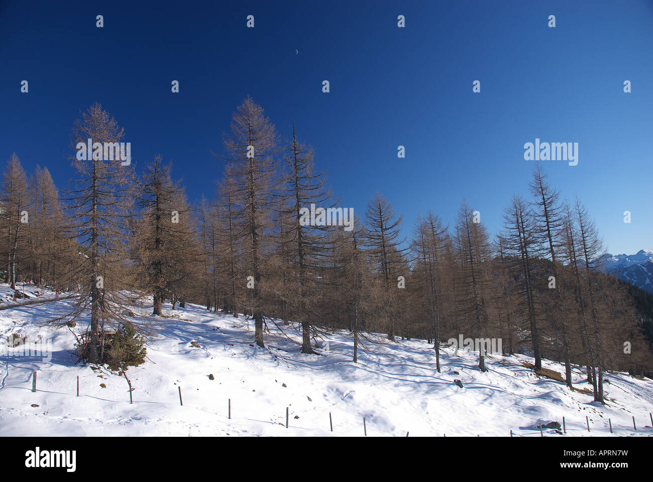 trees and branch in the blue sky Stock Photo - Alamy