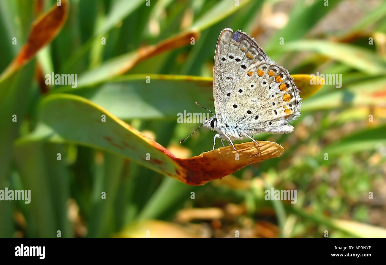 velvet Butterfly on the bush Stock Photo Alamy