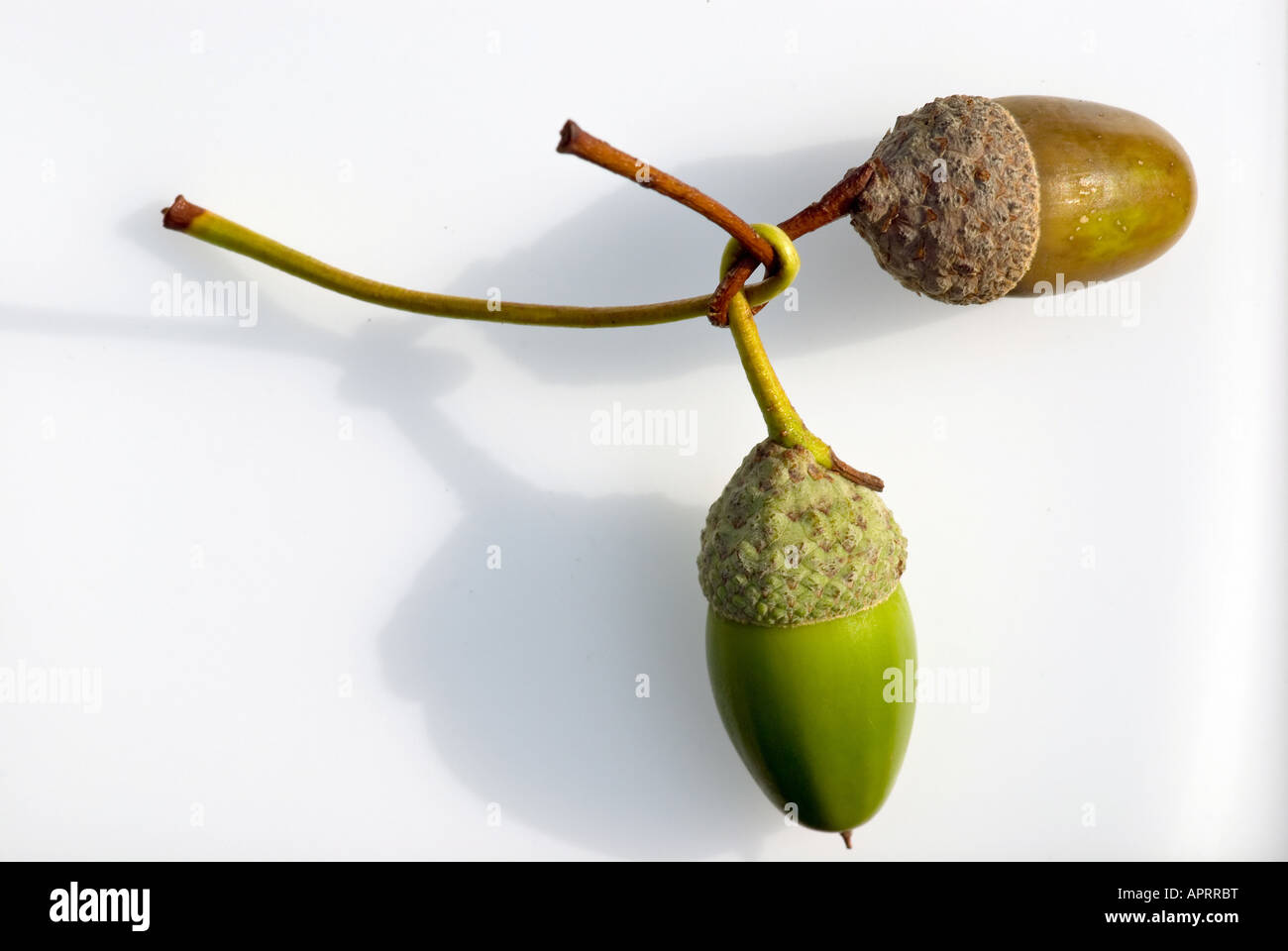 Acorn texture Cut Out Stock Images & Pictures - Alamy