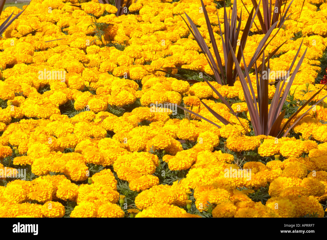 formal planting of New Zealand Flax French Marigold and Begonia in a park in Harrogate Stock Photo