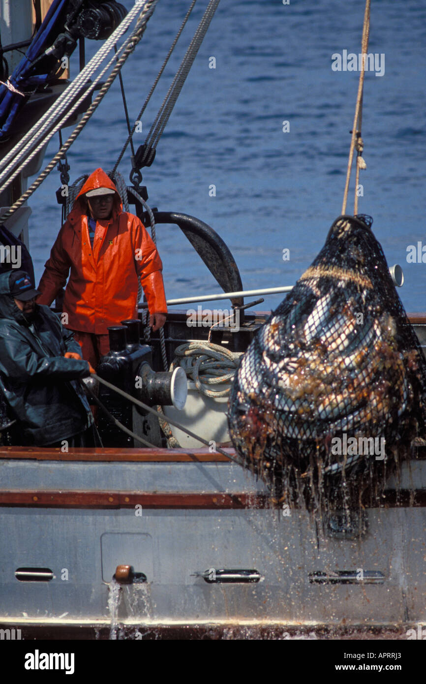 commercial fishing vessel crew hauls out a net full of pink salmon Oncorhynchus gorbuscha in southeast Alaska seiner Stock Photo
