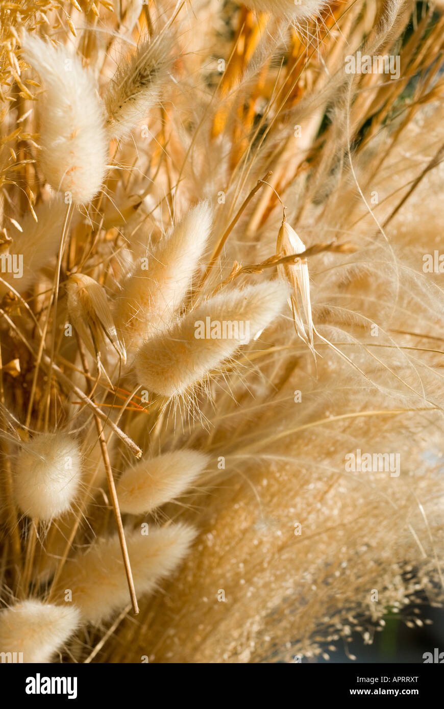 Nice ground cover texture hi-res stock photography and images - Alamy
