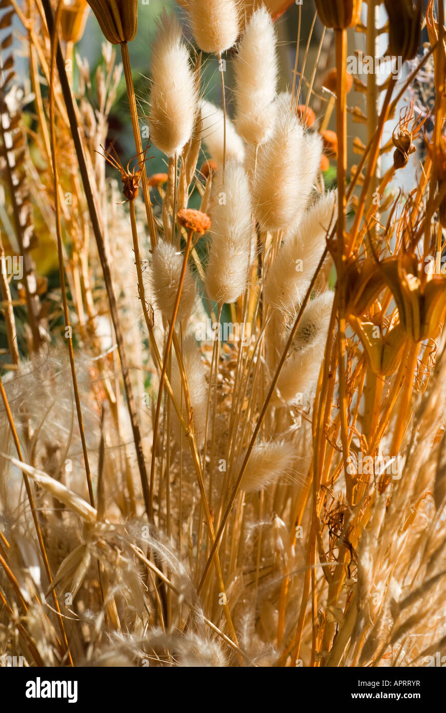Nice ground cover texture hi-res stock photography and images - Alamy