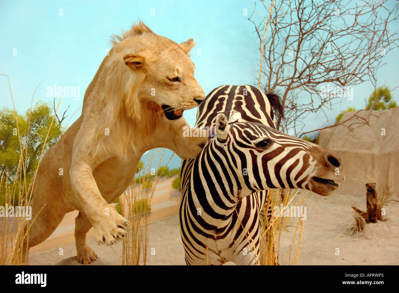 African Lion attacking Grants Zebra Animal Sudan stuffed in museum in
