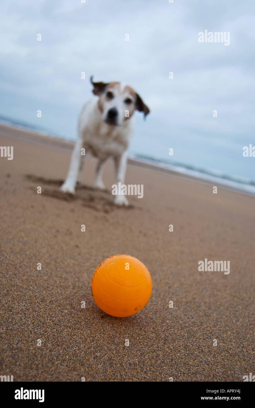 Dog with ball on the beach Stock Photo - Alamy