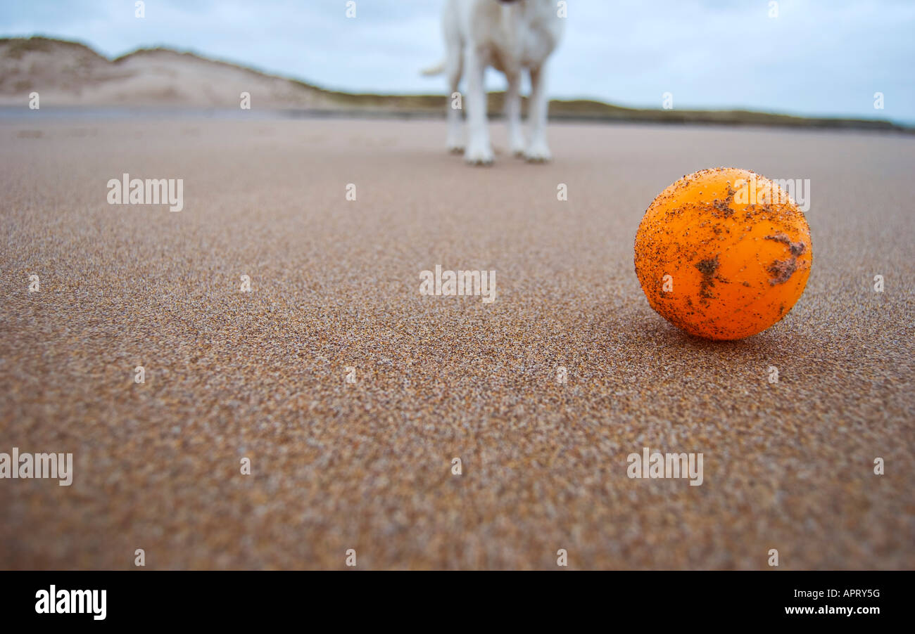 Dog with ball on the beach Stock Photo