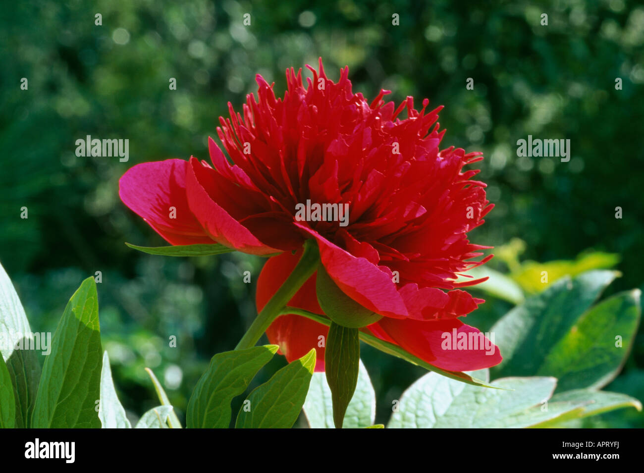 Paeonia lactiflora reddish purple petals and petaloids dazzling passion