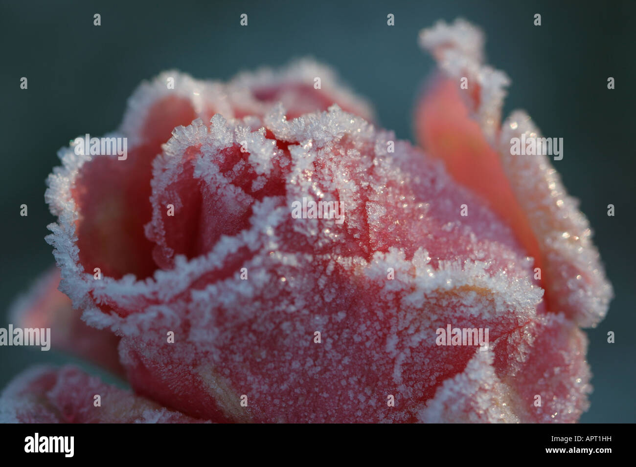 Pink rose flower covered in frost in the morning light Stock Photo - Alamy
