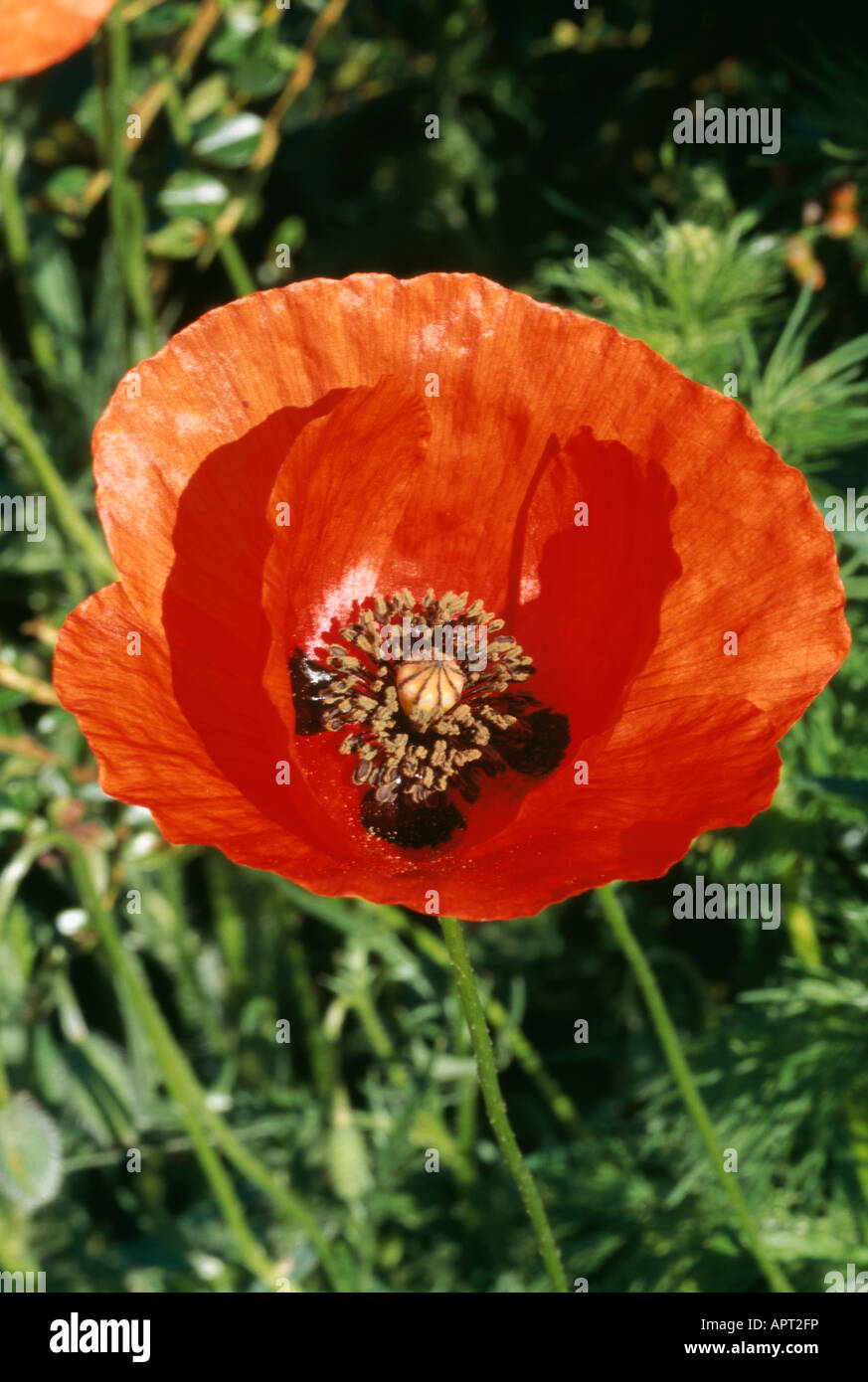 Papaver rhoeas red blooming confidence conspicuous heart of brown stamens Stock Photo