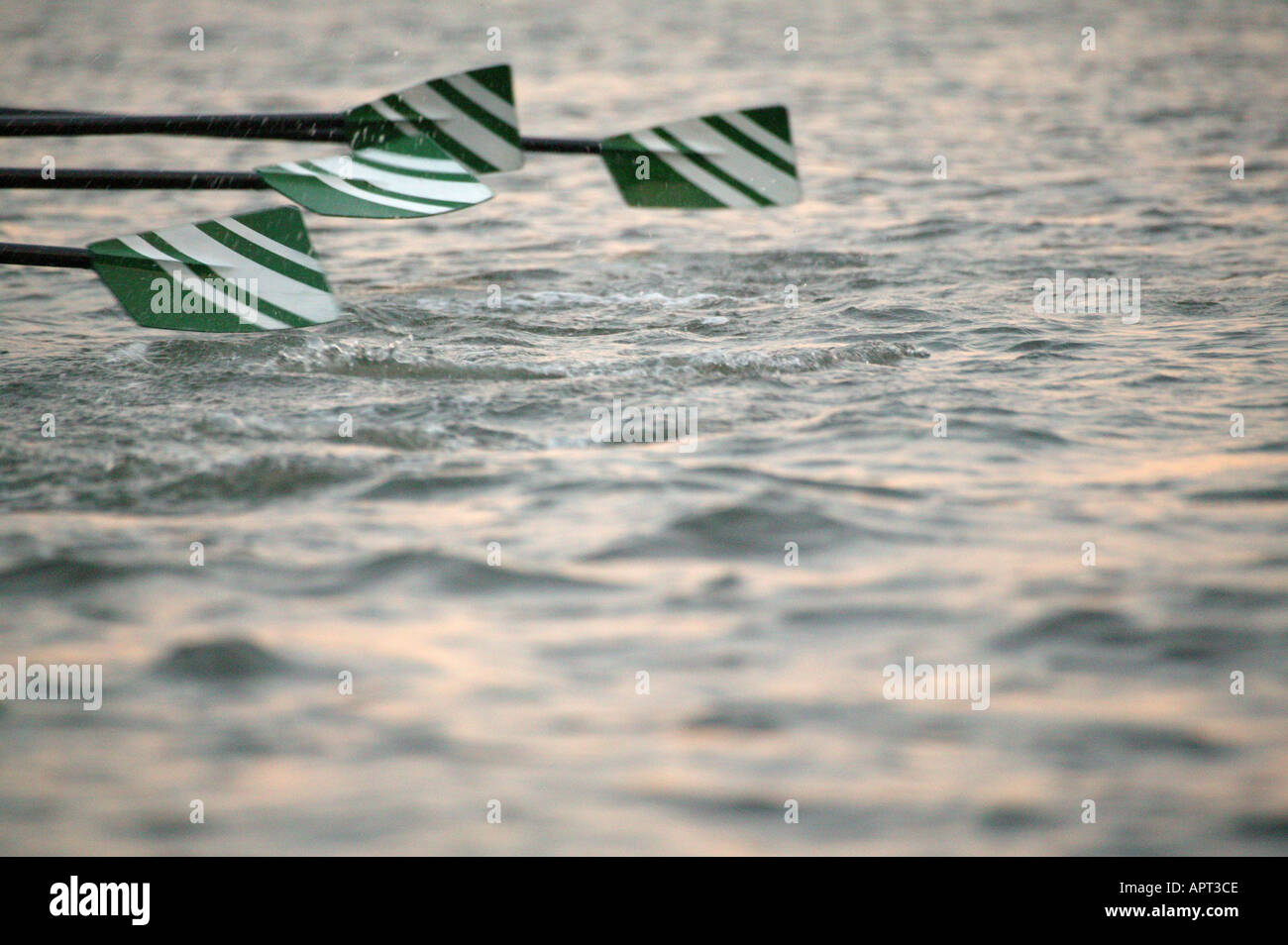Green and white rowing boat blades in action Stock Photo Alamy