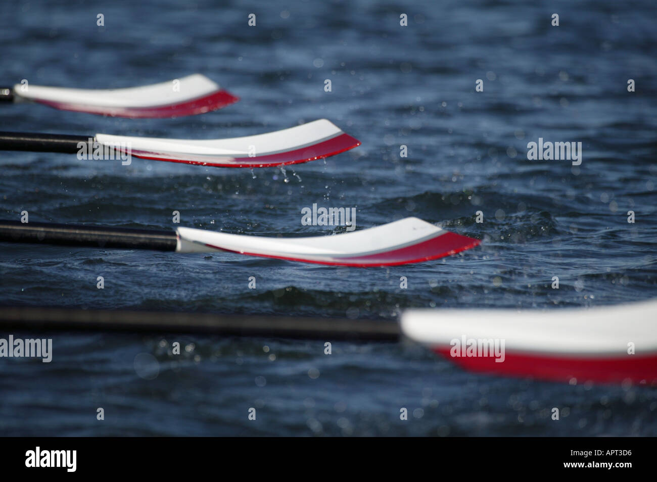 Red and white rowing boat blades in action Stock Photo Alamy