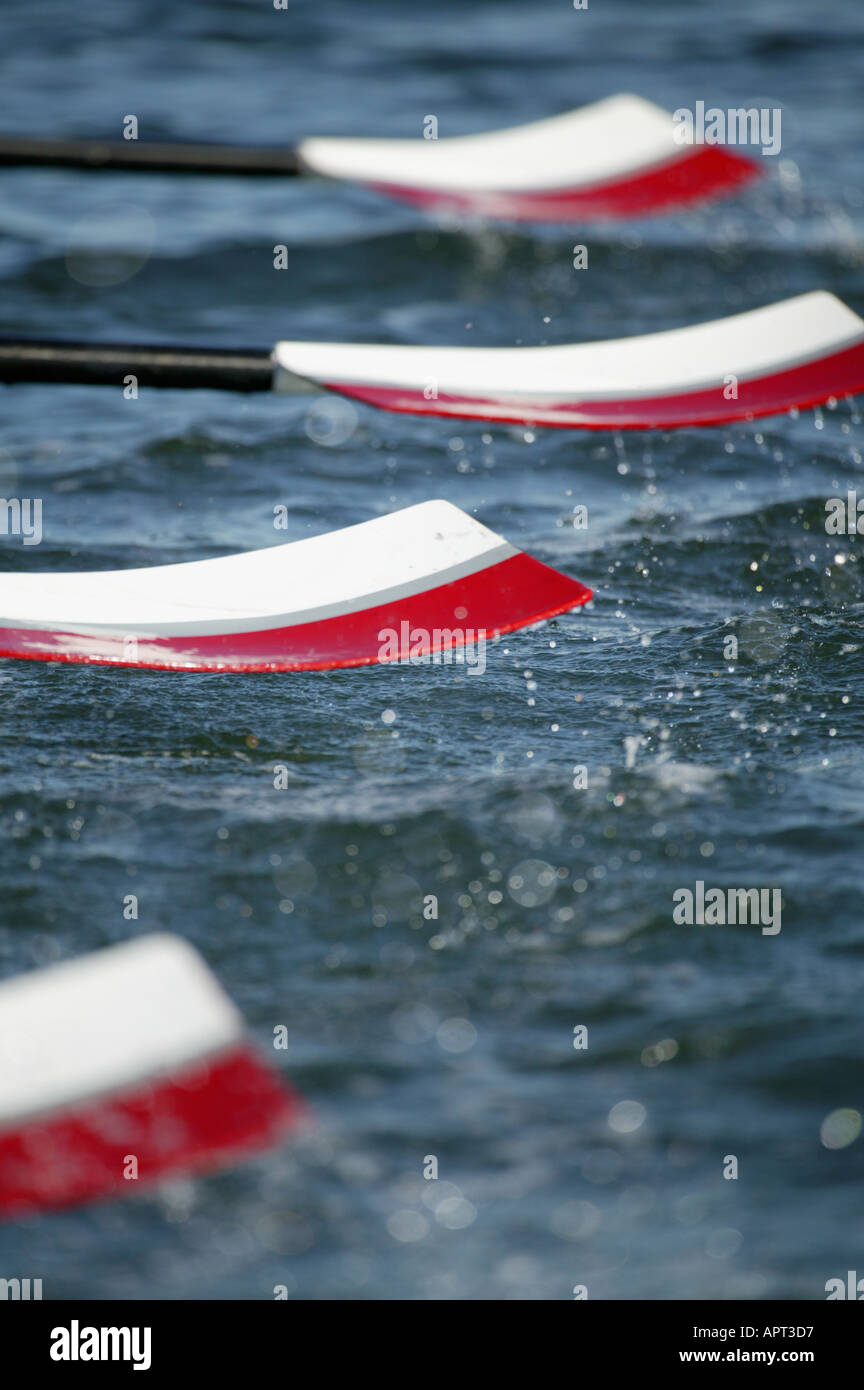 Red and white rowing boat blades in action Stock Photo Alamy