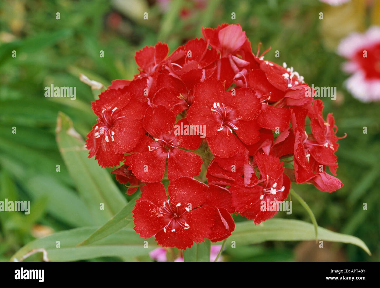 Dianthus barbatus red dense cluster of sweet smelling delicate flower Stock Photo