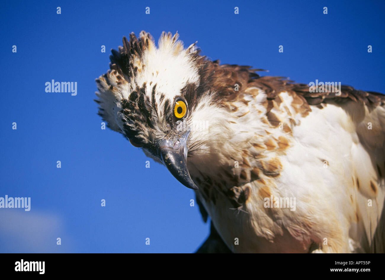 Among the most majestic birds of prey in the Pacific Northwest the