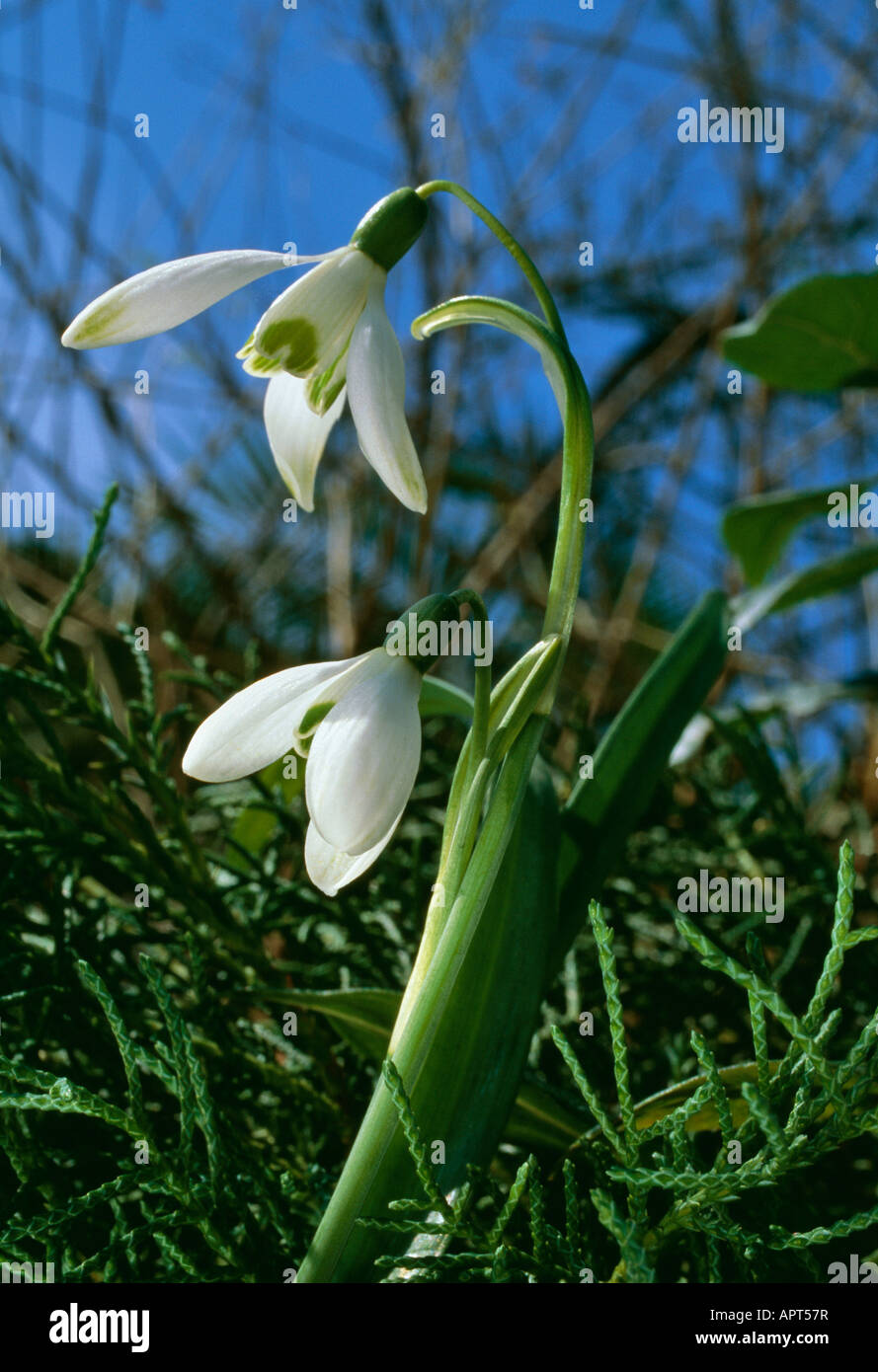 Galanthus nivalis white and green timid and slender in the rough surroundings of ending winter Stock Photo
