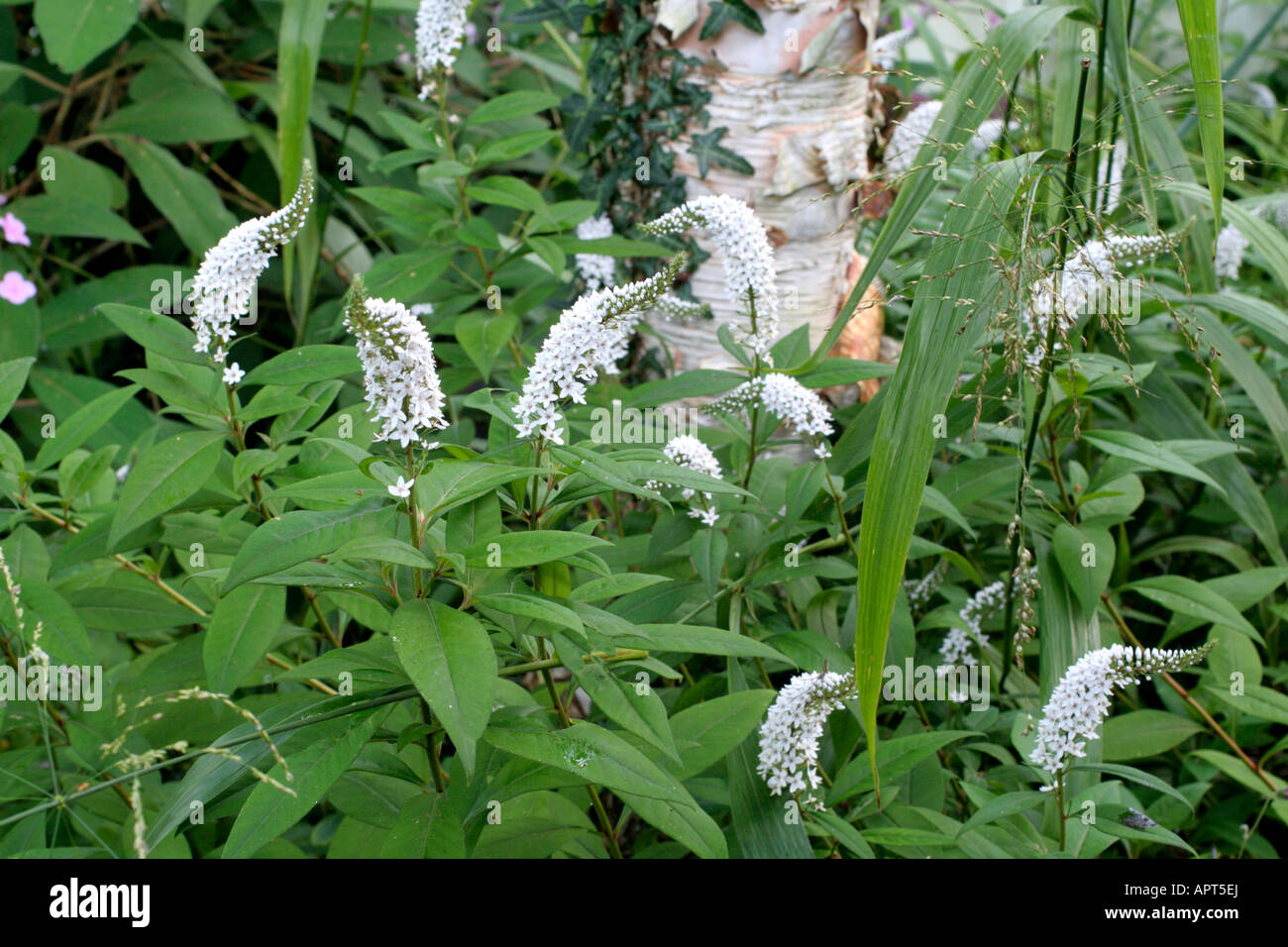 LYSIMACHIA CLETHROIDES WITH HYDRANGEA ASPERA VILLOSA AND PHAENOSPERMA GLOBOSA GROWING IN SHADY WOODLAND Stock Photo
