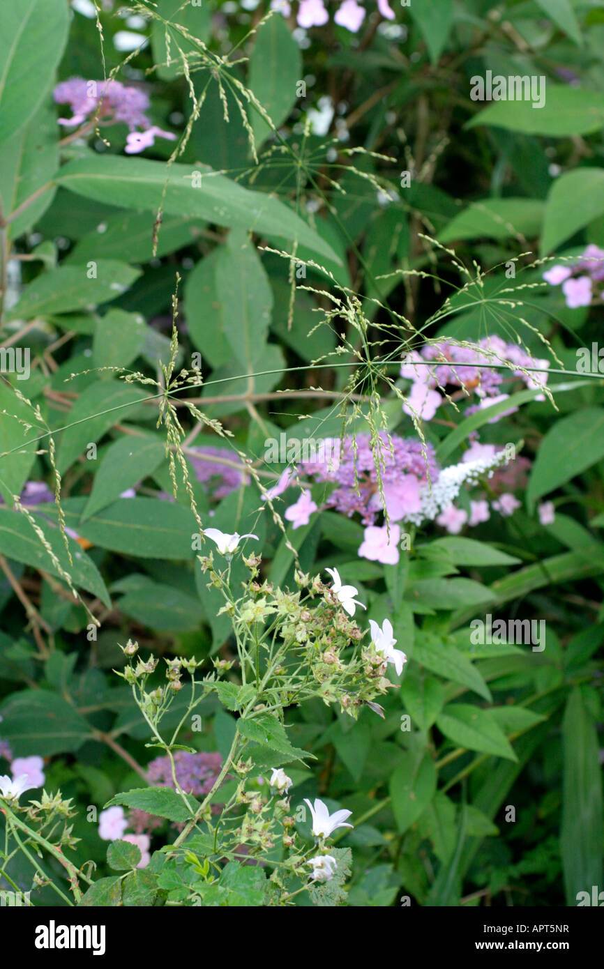 LYSIMACHIA CLETHROIDES WITH HYDRANGEA ASPERA VILLOSA AND PHAENOSPERMA GLOBOSA GROWING IN SHADY WOODLAND Stock Photo