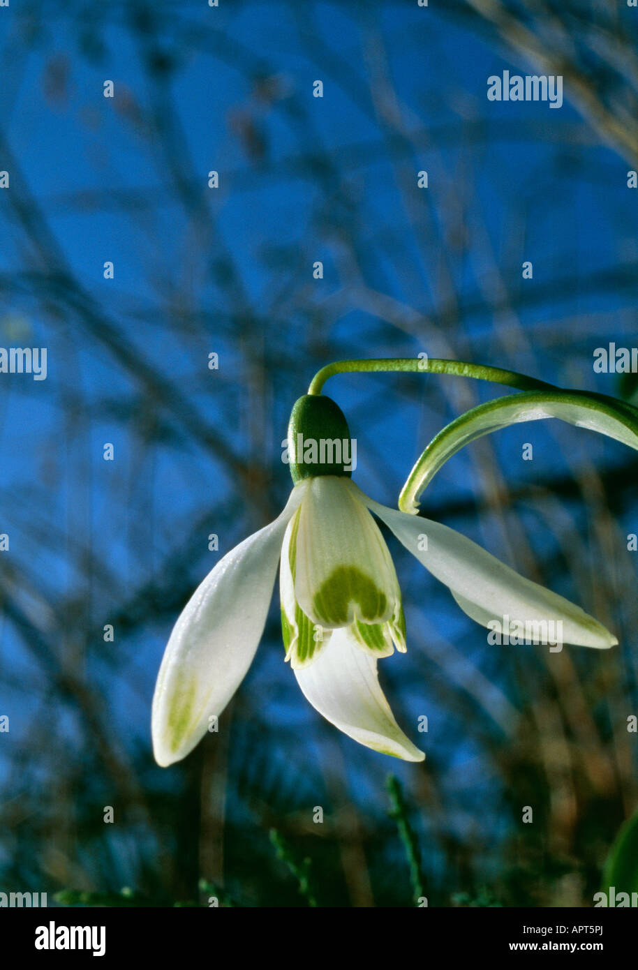Galanthus nivalis white and green and sunny timid and slender in the rough surroundings of ending winter Stock Photo