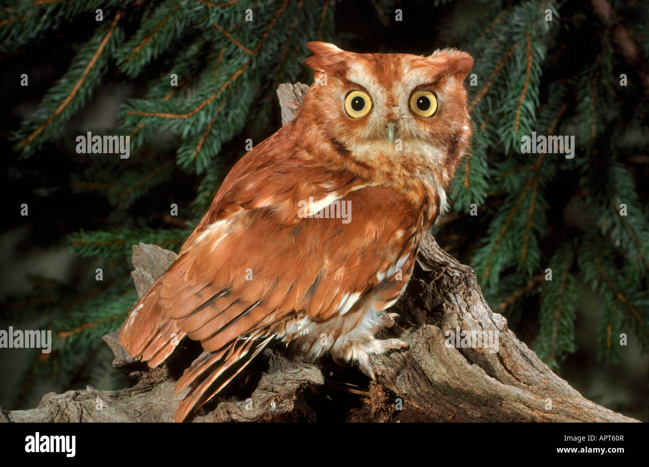 Screech Owl Red Phase Otus asio Megascops asio Stock Photo