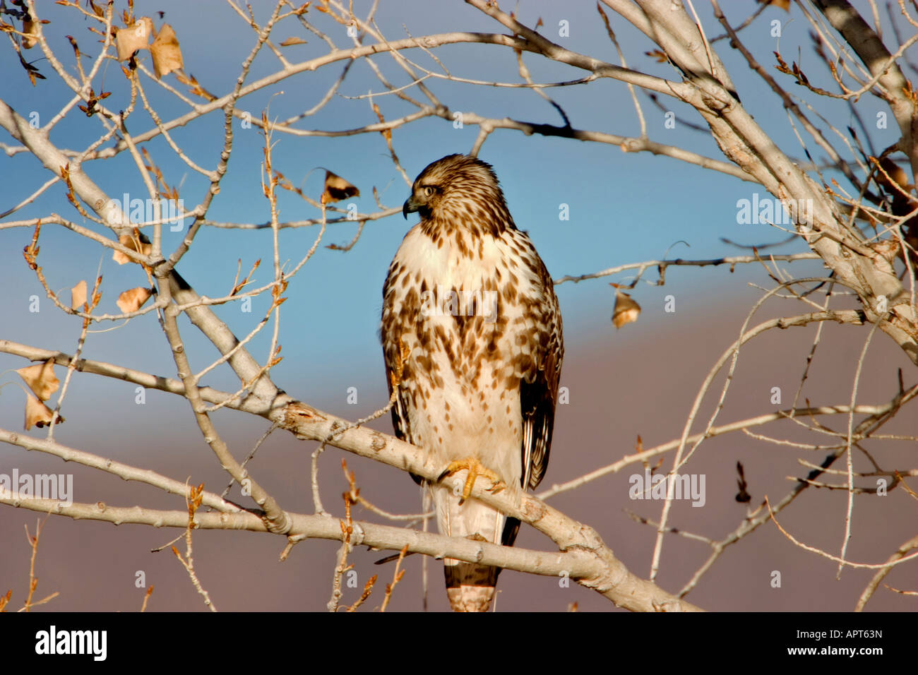 Northern harrier hi-res stock photography and images - Alamy