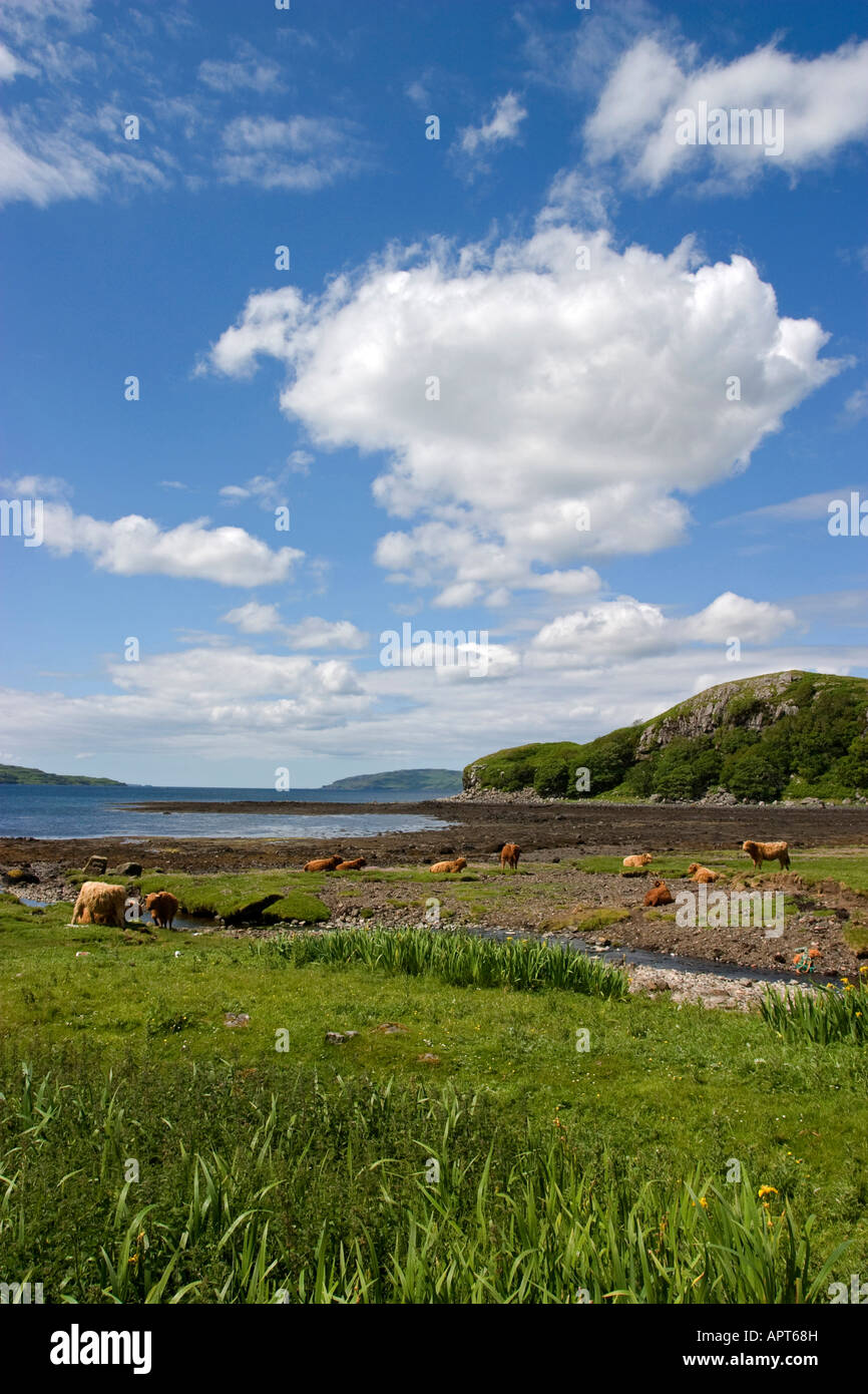 highland cattle by river mouth Mull Scotland Stock Photo - Alamy