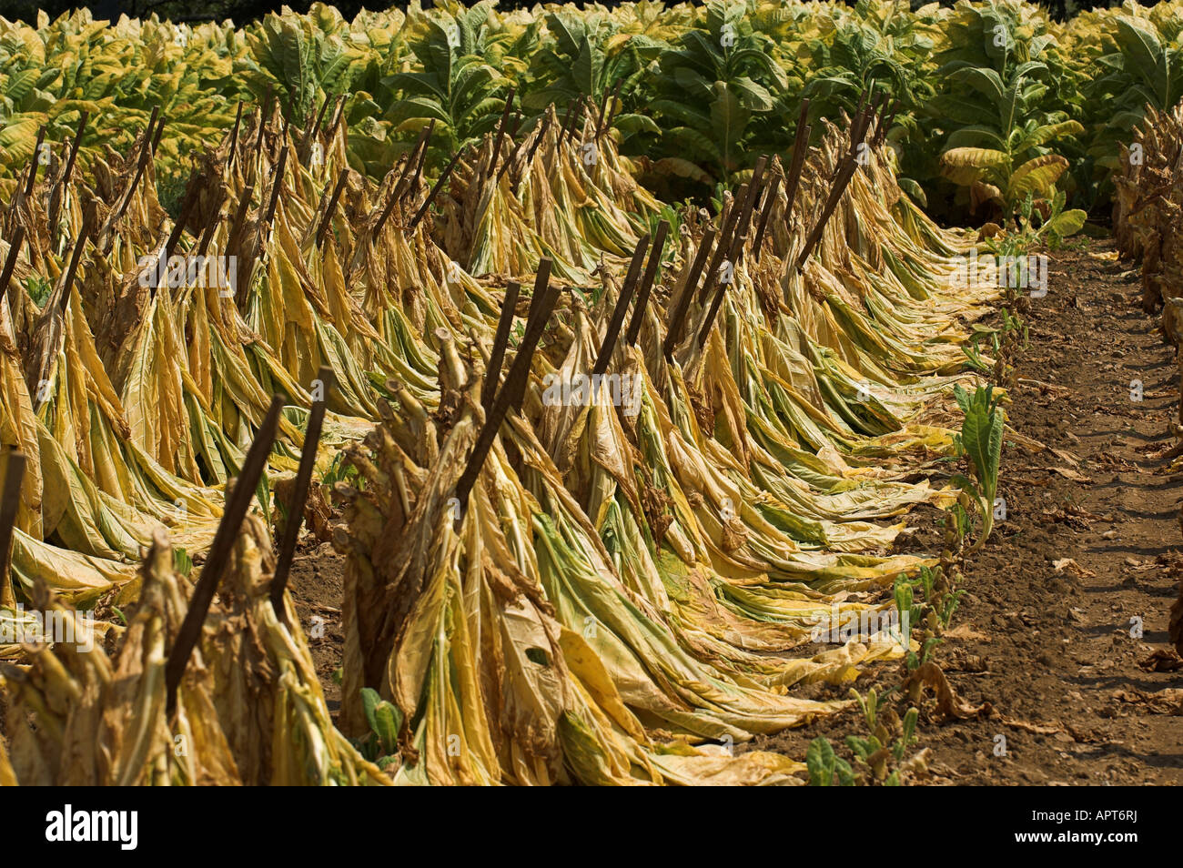 cutting tobacco images Plant nicotine hi-res stock photography and images
