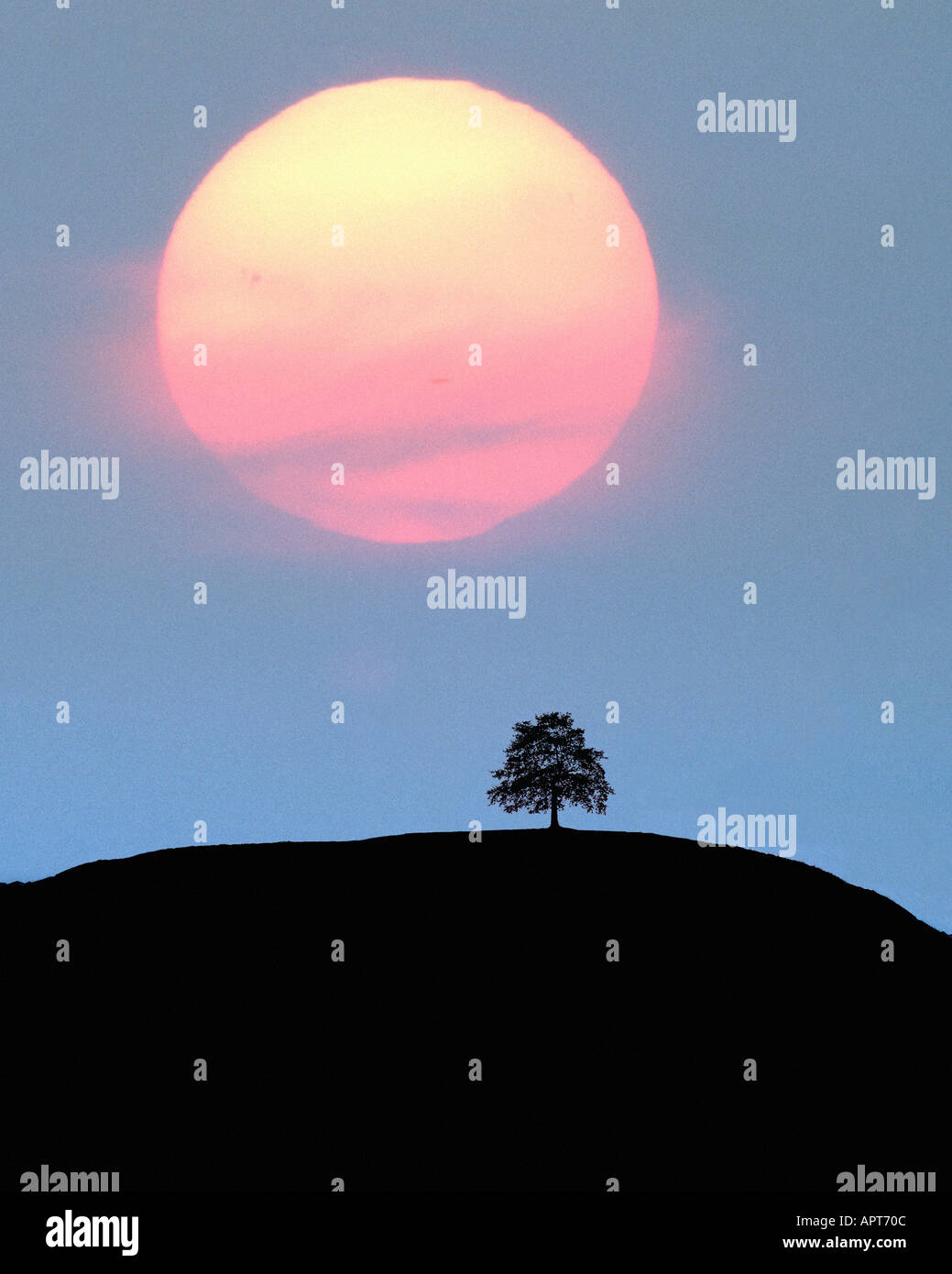 Tree and setting sun hi-res stock photography and images - Alamy