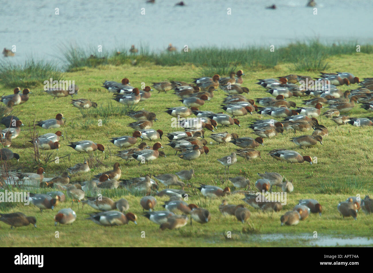Wigeon Stock Photo