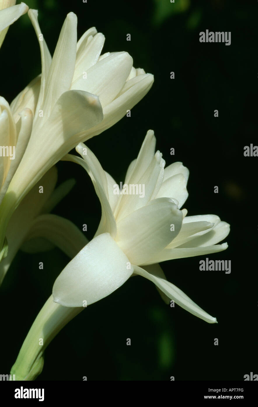Polianthes tuberosa white mysterious spellbounding Stock Photo