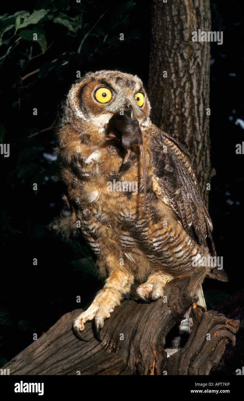 Great Horned Owl with Field Mouse Bubo virginianus Stock Photo - Alamy