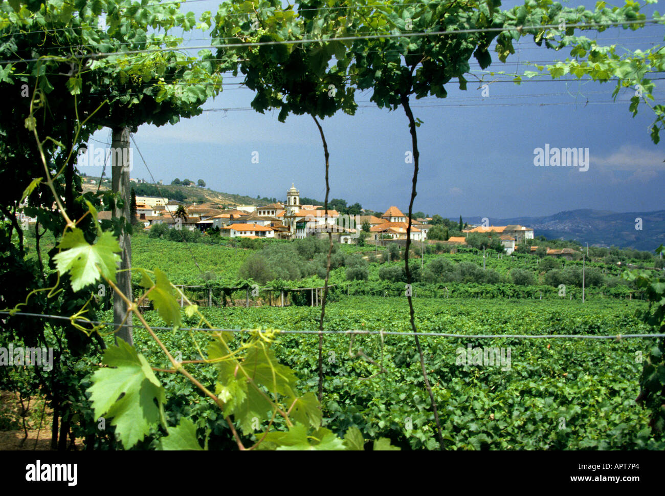 Portugal wine vino verde grapes vintage Stock Photo