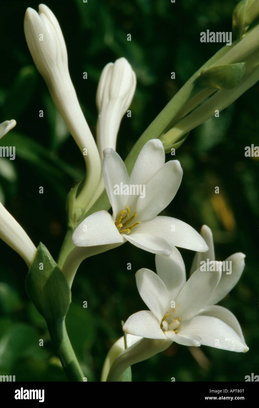 Polianthes tuberosa white pretty with a powerful scent Stock Photo