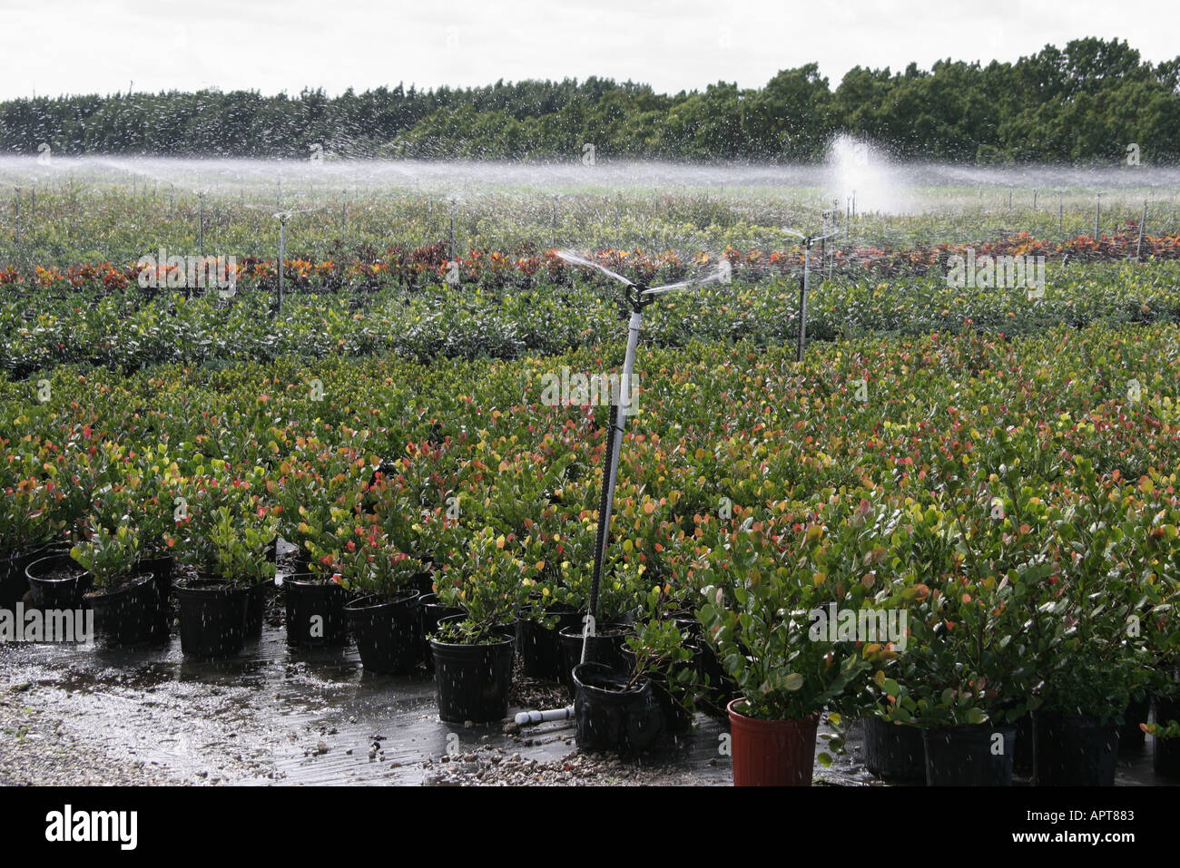 Florida Redlands,nursery,plants,landscaping,design,appearance,growing