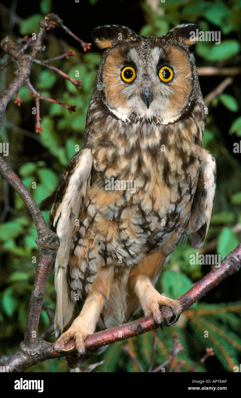 Long Eared Owl Asio otus Stock Photo